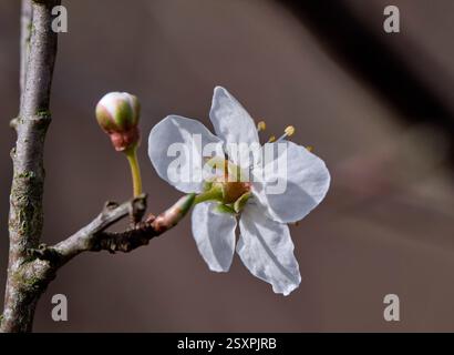 Kirschpflaume (Prunus cerasifera) ist der erste prunus, der sich durch seine reflektierten Sepalen von Schwarzdorn (Prunus spinosa) unterscheiden lässt. Stockfoto
