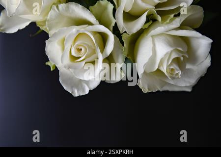 Weiße Rosen auf schwarzem Hintergrund mit Kopierraum für Ihren Text. Stockfoto