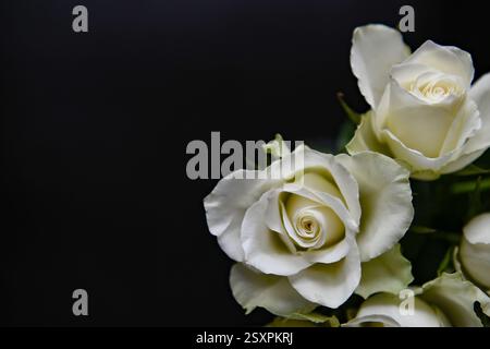 Weiße Rosen auf schwarzem Hintergrund mit Kopierraum für Ihren Text. Stockfoto