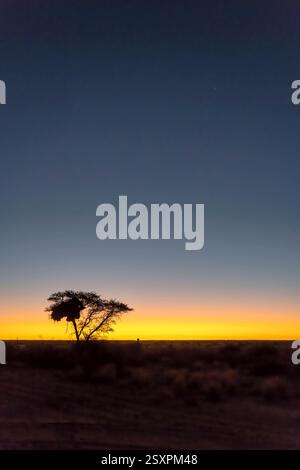 Landschaft mit Webervögeln nisten auf großen Akazienbäumen in der Wüstenlandschaft Kalahari, aufgenommen in hellem Licht des späten Frühlings bei Sonnenuntergang und dunklem Himmel in der Nähe von Bitterw Stockfoto