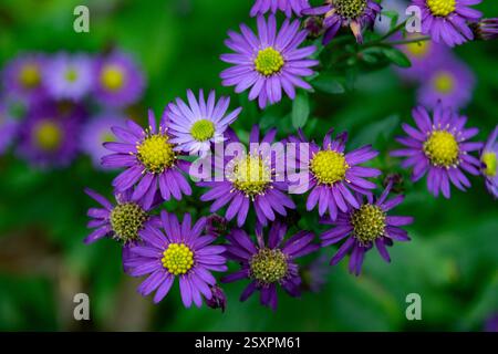 Lila Gänseblümchen im Garten an einem sonnigen Sommertag Stockfoto