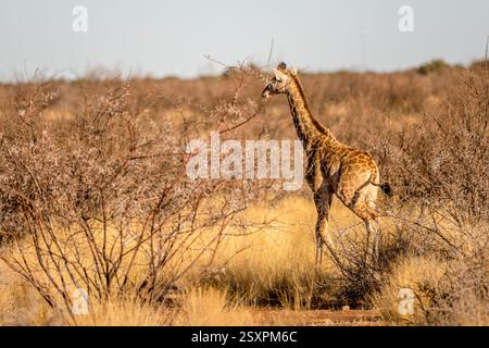 Junge Giraffe zwischen Dornbüschen in Kalahari grüner Wüstenlandschaft, im hellen Licht des späten Frühlings in der Nähe von Hoachanas, Namibia, Afrika Stockfoto