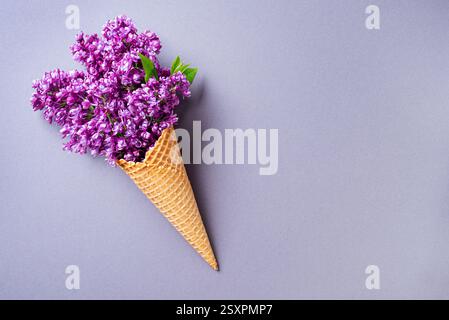 Lilafarbene Blüten in Waffeleis auf neutralgrauem Hintergrund, kreatives Layout, Kopierraum. Frühjahrskonzept Stockfoto