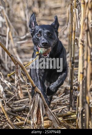 Ein schwarzer Labrador-Gundog im Training Stockfoto