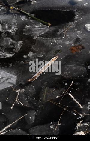 Gefrorene Eisstücke im Wasser. Ein in Eis gefrorener Stock. Frost auf einem Stock Stockfoto