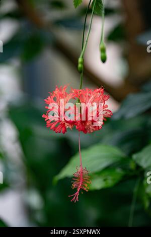 Rote Hibiskusblüte mit grünem Blatthintergrund, tropische Blumen Stockfoto