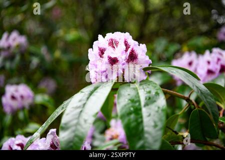 Rosafarbene Rhododendron-Blüten mit Tropfen auf grünen Blättern Stockfoto
