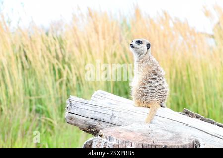 Erdmännchen (Suricata suricatta) stehen auf einem Baumstamm Stockfoto