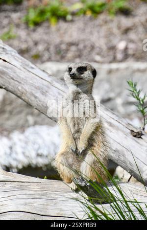 Erdmännchen (Suricata suricatta) stehen auf einem Baumstamm Stockfoto