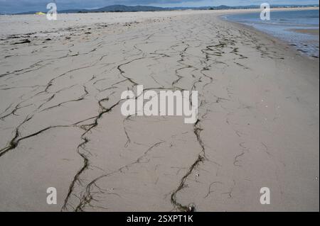 Portugal, Algarve. Armonia Insel in der Nähe von Olhão. Sandstrand mit Algensträngen. Stockfoto