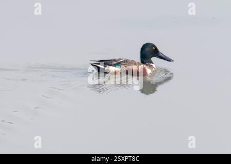 Männliche Nordschaufel (Spatula clypeata) aus Kaziranga, Assam, Indien. Stockfoto