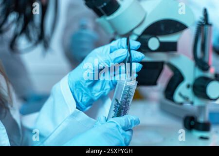 Nahaufnahme eines Wissenschaftlers, der eine Pflanzenprobe mit einer Pinzette im Labor untersucht. Handschuhe tragen, an Biotechnologie arbeiten, botanische Forschung, Sustaina Stockfoto