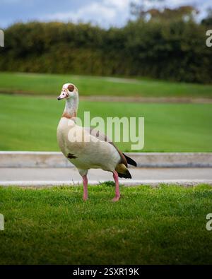 Weiße Ente steht auf Gras und posiert für die Kamera, der Himmel ist blau und das Gras ist grün Stockfoto