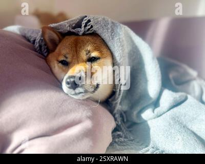 Nachdenklicher Shiba Inu mit einem traurigen Ausdruck, Kopf unter einer Decke. Die Stimmung ist nachdenklich und besinnlich. Hochwertige Nahaufnahmen. Kopierbereich verfügbar. Stockfoto