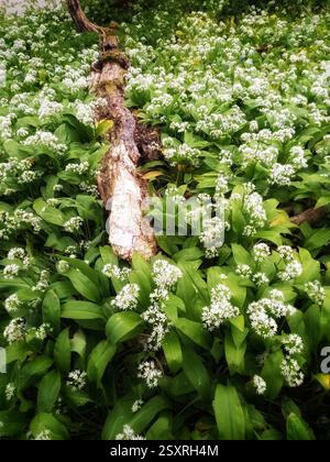 Die Knoblauchwälder im Frühling, Isle of Wight, England Stockfoto