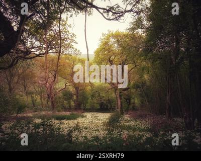 Die Knoblauchwälder im Frühling, Isle of Wight, England Stockfoto