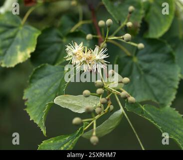 Amur Lime oder Amur Linden, Tilia amuresis, Malvaceae. Russland nach Korea. Stockfoto