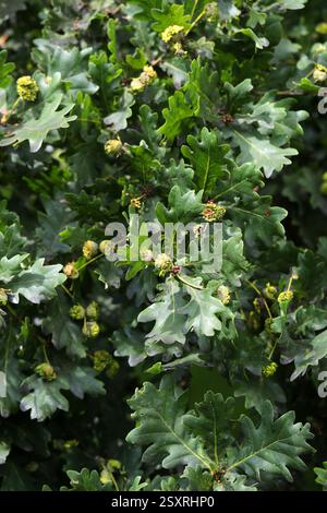 Stieleiche oder englische Eichenblätter, Quercus robur, Fagaceae. UK. Stockfoto