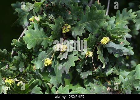 Stieleiche oder englische Eichenblätter, Quercus robur, Fagaceae. UK. Stockfoto