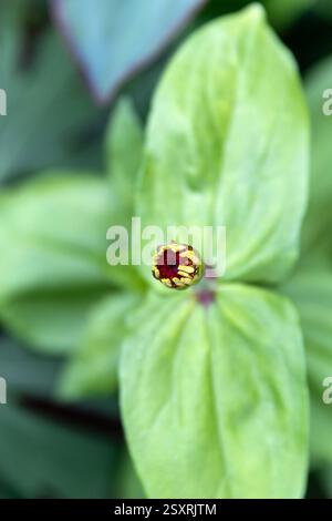 Frühlingssommer gelb rosa Knospen oder elegans oder Zinnia violacea ist eine jährlich blühende Pflanze aus der Familie der Asteraceae, die in Mexiko in der gard beheimatet ist Stockfoto