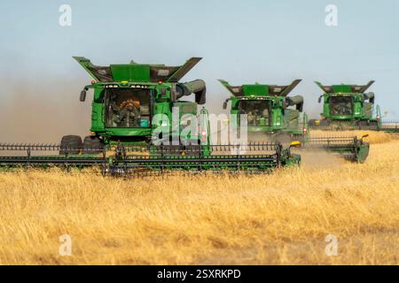 Landwirte, die während der Erntezeit Mähdrescher auf einem Weizenfeld fahren Stockfoto