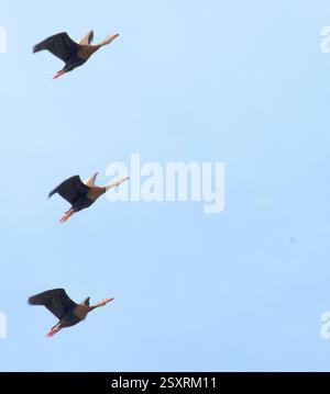 Das Original Daffy Duck. Früher als BB Tree Duck bezeichnet, wegen seiner Nistlochgewohnheit. Der Whati ist weich, hoch. Ein enger Cousin des Fulvous W-D. Stockfoto