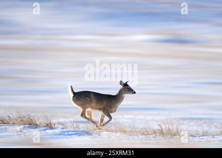 Wildschwanzhirsche laufen im Winter durch ein verschneite Feld Stockfoto