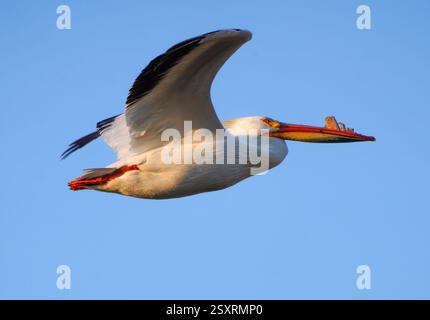 Majestätischer amerikanischer weißer Pelikan, der anmutig gegen einen leuchtend blauen Himmel schwingt Stockfoto