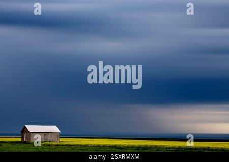Die alte verwitterte Scheune befindet sich in einem lebhaften gelben Rapsfeld mit dunklen, dramatischen Sturmwolken Stockfoto