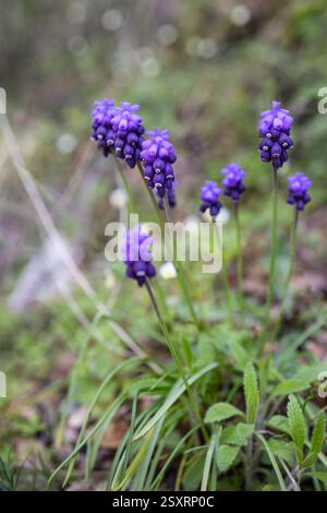 Blauer Frühling Muscari mehrjährige Zwiebelpflanzen oder Traubenhyazinthe als Zierblume im Garten oder Landschaftsarchitektur verwendet, wild im W Stockfoto