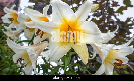 Close up Tree Lily oder Lilium Lavon gelbe weiße Blume im Garten oder Landschaftsarchitektur Design, Hochzeitsdekoration, Duft. Stockfoto