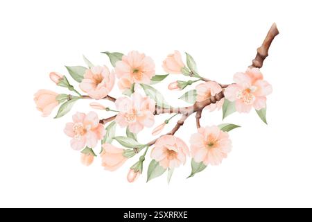 Zweig mit Pfirsichblüten oder Kirschblüten und Blättern. Frühlingsblüte. Aquarell handgemalte botanische Illustration isoliert auf weißem Hintergrund. Perfekt Stockfoto