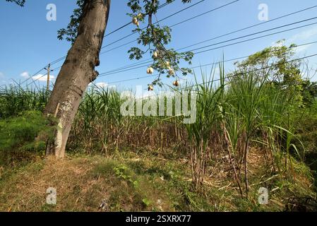 Kapok-Baum (Ceiba pentandra) – mit seinen weißen, baumwollartigen Flaumen, die aus den Samenkapseln gewonnen werden – vor einem Hintergrund von Zuckerrohrbäumen. Stockfoto