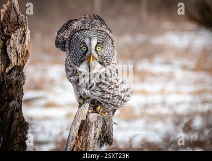 Große graue Eule, die auf einem alten Baumstamm sitzt Stockfoto