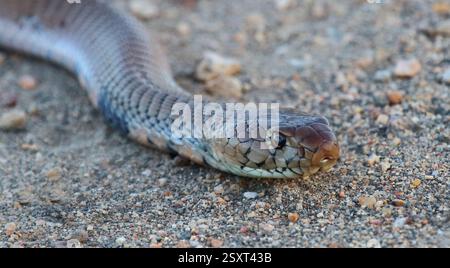 Mosambik-Speikobra / Mosambik Spuckkobra / Naja mossambica Stockfoto