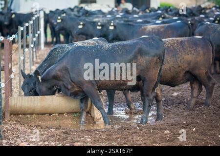 angus-Färsen trinken aus einem Trog Stockfoto