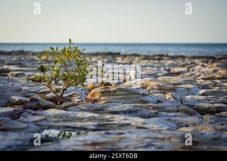 Kleiner Baum, der zwischen den Felsen wächst Stockfoto