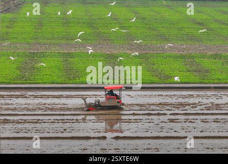 Peking, Chinas Provinz Zhejiang. Februar 2025. Ein Drohnenfoto zeigt einen Landwirt, der eine Maschine zum Pflügen des Feldes im Dorf Ruyang, Stadt Mayu der Stadt Rui'an, ostchinesische Provinz Zhejiang, am 25. Februar 2025 bedient. Quelle: Su Qiaojiang/Xinhua/Alamy Live News Stockfoto