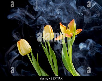 Ein konzeptionelles Studio-Foto von hellgelben Tulpen vor schwarzem Hintergrund mit Rauch, der um sie herum weht. Stockfoto