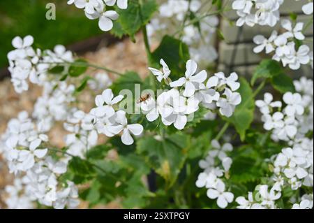 Weiße Blumen und Bienen im sonnigen Garten. Stockfoto