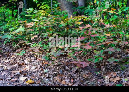 Lebhafte Blätter in Grün-, Rot- und Gelbtönen prägen den Waldboden entlang eines gewundenen Weges. Sonnenlicht filtert durch die Bäume und hebt das b hervor Stockfoto