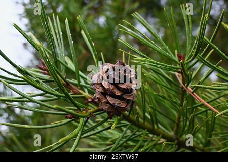 Blätter und Samenkegel von pinus bungeana, der Latschenkiefer Stockfoto
