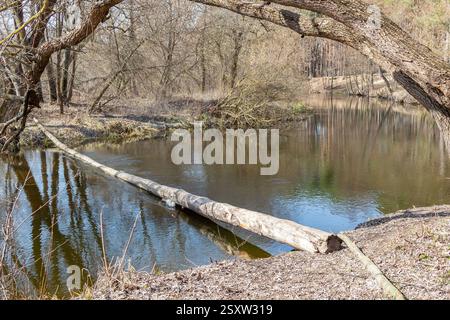Ein großer gefallener Baumstamm erstreckt sich über einen ruhigen Fluss und fungiert als natürliche Brücke in einer ruhigen Waldlandschaft. Stockfoto