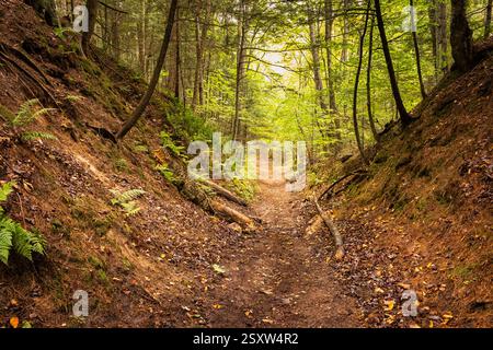 Ein friedlicher, schmaler Feldweg schlängelt sich durch einen dichten Wald auf der Upper Peninsula von Michigan, umgeben von Erdtönen und Laub im frühen Herbst. Stockfoto
