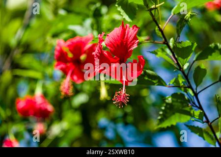 Eine blühende Hibiskusblume (Hibiscus x rosa-sinensis) im Vogelpark Thung Nham, Teil des Tràng an Scenic Landscape Complex in der Nähe des Dorfes T Stockfoto