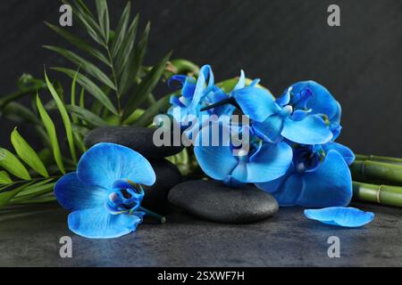 Wunderschöne blaue Orchideenblüten, Bambusstiele, grüne Blätter und Spa-Steine auf grauem Tisch Stockfoto