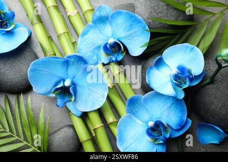 Wunderschöne blaue Orchideenblüten, Bambusstiele, grüne Blätter und Spa-Steine auf grauem Tisch, flach gelegen Stockfoto