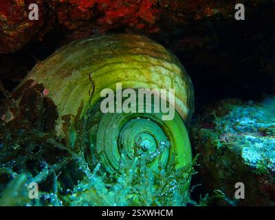Riesenschnecke - Meeresschnecke im Mittelmeer, in der Nähe der Insel Vis, Kroatien, Adria Stockfoto