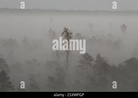 Verzauberter Wald Stockfoto