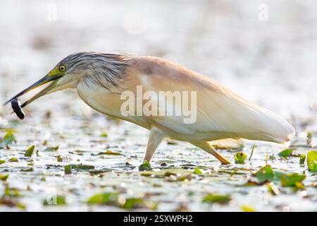 Räucherreiher (Ardeola ralloides). Erwachsener mit Fischbeute im Flachwasser. Ungarn Stockfoto